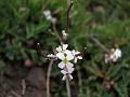 Panicled Rock-Cress